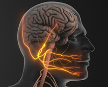 brain image showing nerve pathways